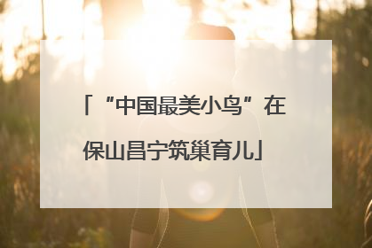 “中国最美小鸟”在保山昌宁筑巢育儿
