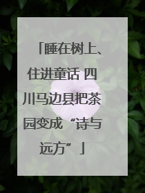 睡在树上、住进童话 四川马边县把茶园变成“诗与远方”