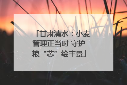 甘肃清水：小麦管理正当时 守护粮“芯”绘丰景