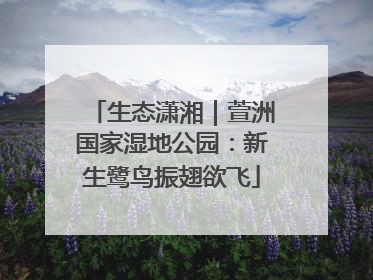 生态潇湘｜萱洲国家湿地公园：新生鹭鸟振翅欲飞