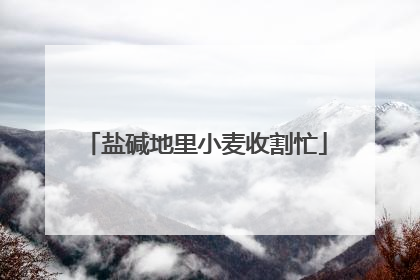 盐碱地里小麦收割忙