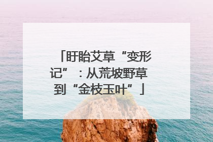 盱眙艾草“变形记”：从荒坡野草到“金枝玉叶”