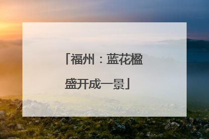 福州：蓝花楹盛开成一景
