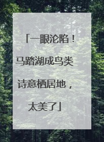 一眼沦陷！马踏湖成鸟类诗意栖居地，太美了