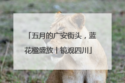 五月的广安街头，蓝花楹盛放丨镜观四川