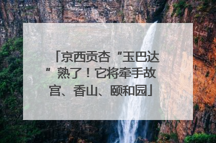 京西贡杏“玉巴达”熟了！它将牵手故宫、香山、颐和园