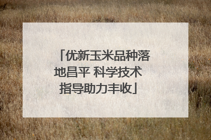 优新玉米品种落地昌平 科学技术指导助力丰收