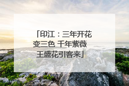 印江：三年开花变三色 千年紫薇王盛花引客来