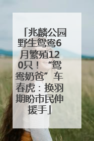 兆麟公园野生鸳鸯6月繁殖120只！“鸳鸯奶爸”车春虎：换羽期盼市民伸援手