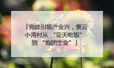 党建引领产业兴，紫云小湾村从 “靠天吃饭” 到 “抱团生金”