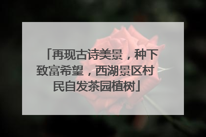 再现古诗美景，种下致富希望，西湖景区村民自发茶园植树