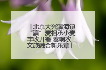 北京大兴瀛海镇“瀛”麦相承小麦丰收开镰 奏响农文旅融合新乐章