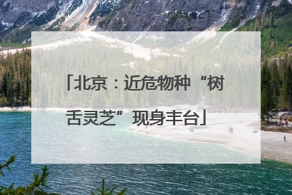 北京：近危物种“树舌灵芝”现身丰台