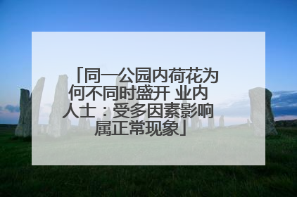 同一公园内荷花为何不同时盛开 业内人士：受多因素影响 属正常现象