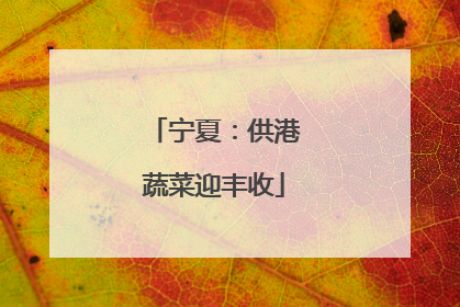 宁夏：供港蔬菜迎丰收