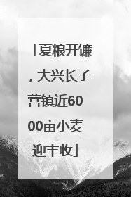 夏粮开镰，大兴长子营镇近6000亩小麦迎丰收