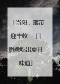 当阳：藕带迎丰收 一口脆嫩吃出夏日味道