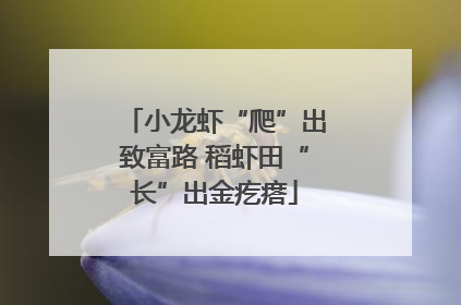 小龙虾“爬”出致富路 稻虾田“长”出金疙瘩