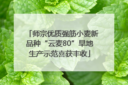 师宗优质强筋小麦新品种“云麦80”旱地生产示范喜获丰收