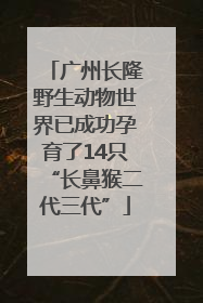 广州长隆野生动物世界已成功孕育了14只“长鼻猴二代三代”