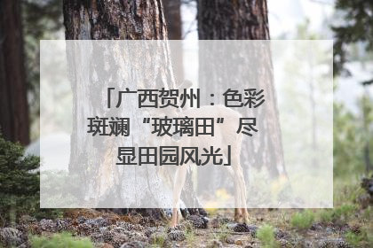 广西贺州：色彩斑斓“玻璃田”尽显田园风光