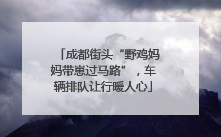 成都街头“野鸡妈妈带崽过马路”，车辆排队让行暖人心