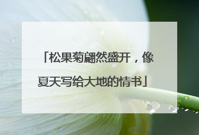 松果菊翩然盛开，像夏天写给大地的情书
