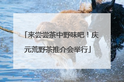 来尝尝茶中野味吧！庆元荒野茶推介会举行