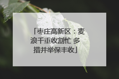 枣庄高新区：麦浪千重收割忙 多措并举保丰收