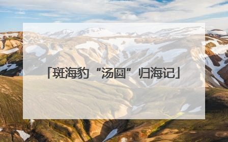 斑海豹“汤圆”归海记