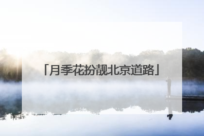 月季花扮靓北京道路