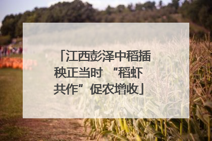 江西彭泽中稻插秧正当时 “稻虾共作”促农增收