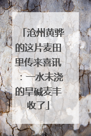 沧州黄骅的这片麦田里传来喜讯：一水未浇的旱碱麦丰收了
