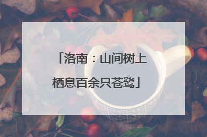 洛南：山间树上栖息百余只苍鹭