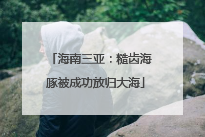海南三亚：糙齿海豚被成功放归大海