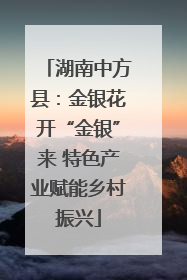 湖南中方县：金银花开“金银”来 特色产业赋能乡村振兴