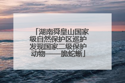 湖南舜皇山国家级自然保护区巡护发现国家二级保护动物——脆蛇蜥
