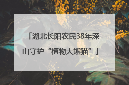湖北长阳农民38年深山守护“植物大熊猫”