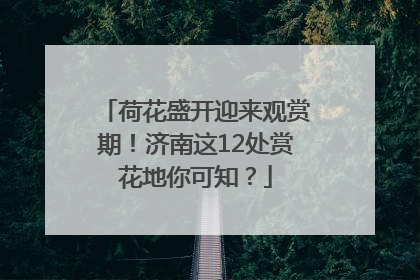 荷花盛开迎来观赏期！济南这12处赏花地你可知？
