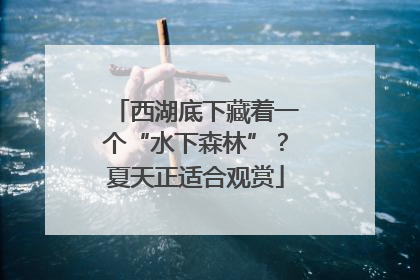 西湖底下藏着一个“水下森林”？夏天正适合观赏