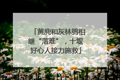黄麂和灰林鸮相继“落难”，十堰好心人接力施救